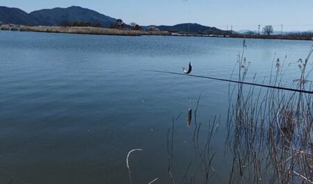 ホンモロコ釣り終盤